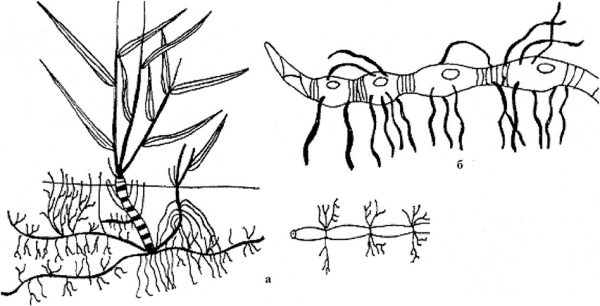 Пырей ползучий корневище