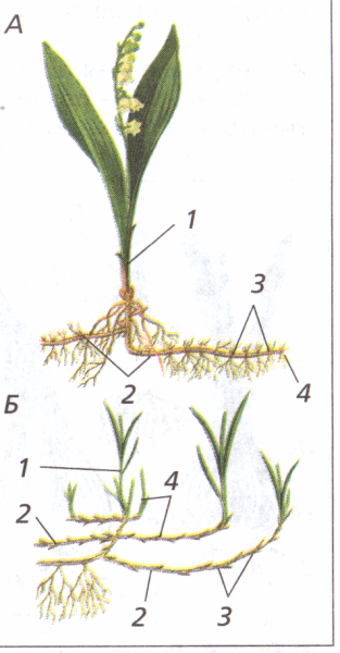 Строение корневища пырея