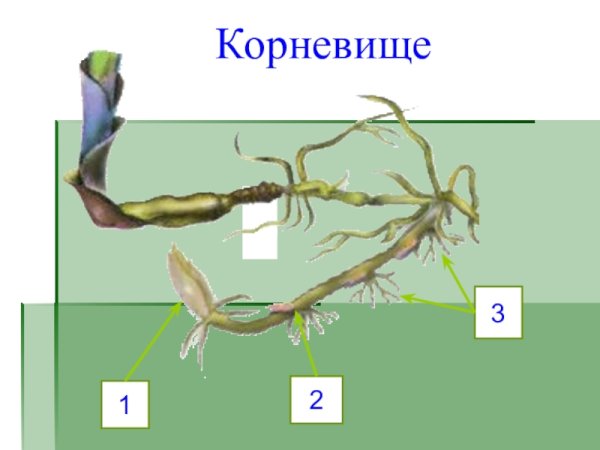 Корневище пырея схема