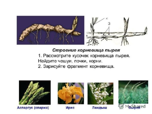 Видоизменённый побег корневище пырей