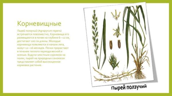 Пырей ползучий строение