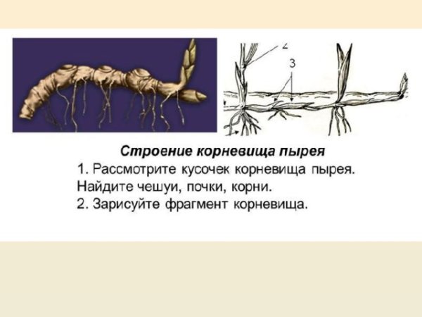 Размножение пырея корневищами