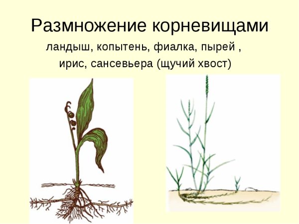 Пырей ползучий строение