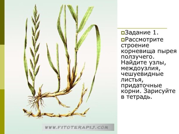 Пырей ползучий корневище