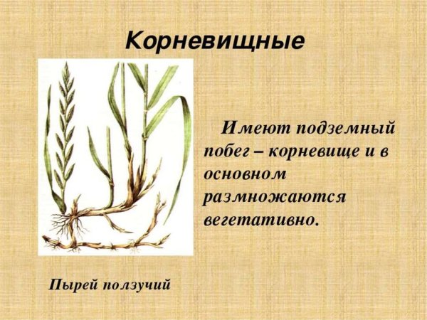 Видоизменённый побег корневище пырей