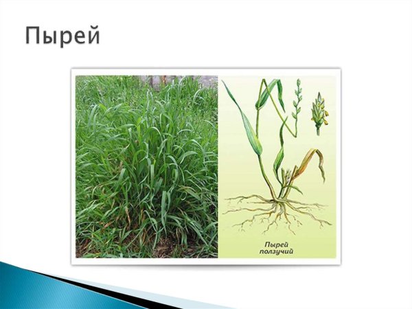 Корневище пырея ползучего схема