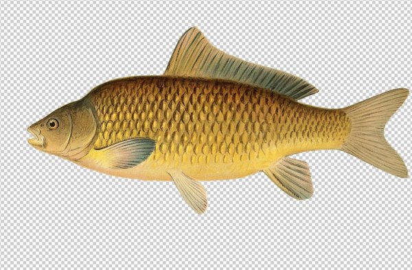 Карп обыкновенный – Cyprinus Carpio