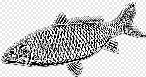 Раскраска рыбка сазан