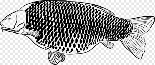 Карп вектор вид сбоку