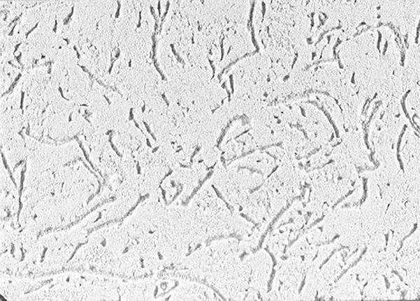 Дюфа короед штукатурка декоративная