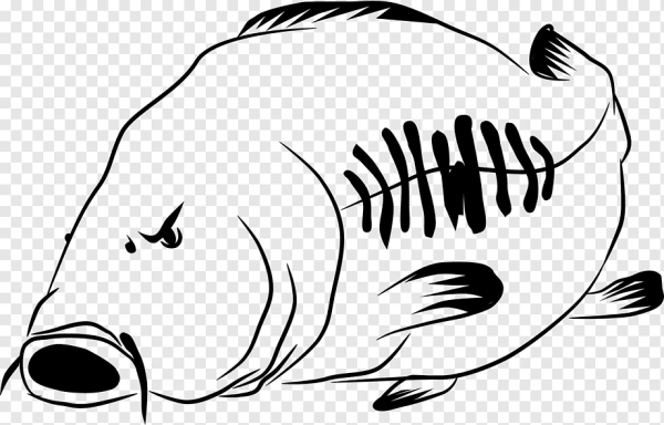 Карп раскраска