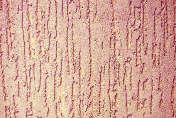 Коралловый короед