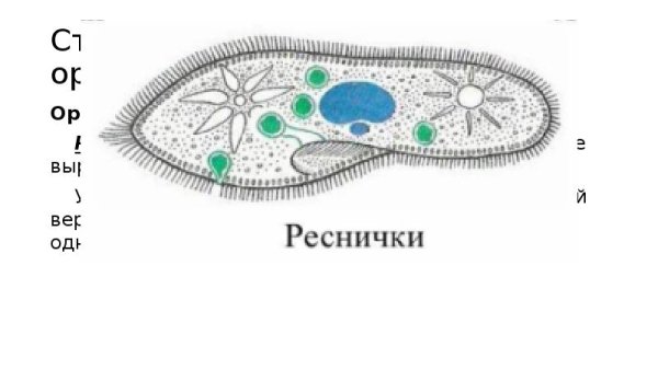 Реснички и жгутики строение и функции