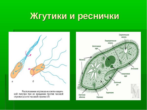 Строение реснички инфузории