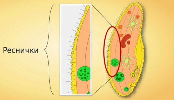 Строение жгутиков и ресничек эукариот