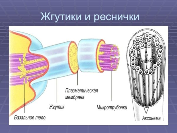 Инфузория туфелька эукариот
