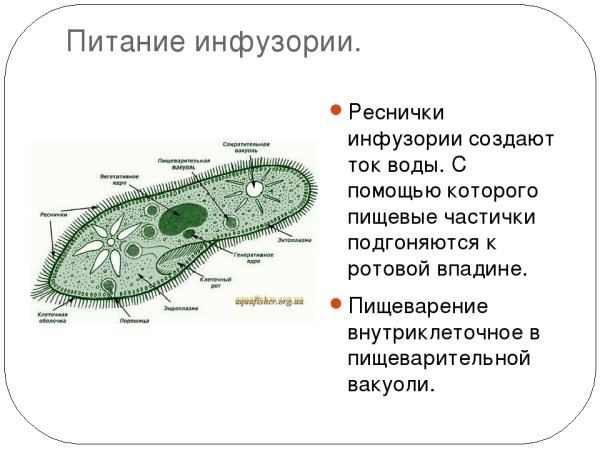 Строение клетки инфузории туфельки