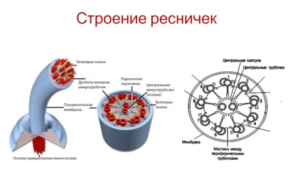 Органоиды движения реснички и жгутики строение