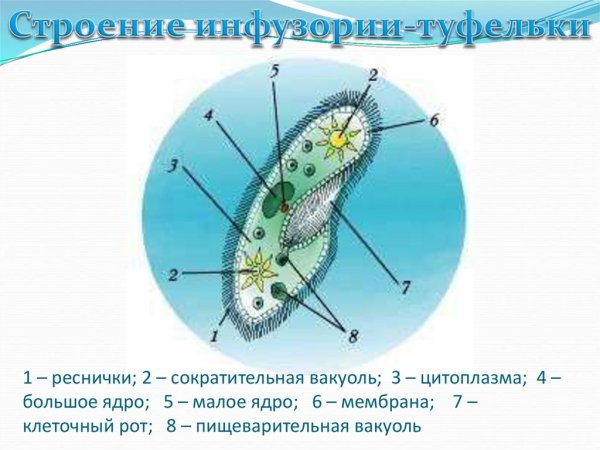 Органоиды движения строение рисунок