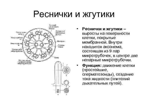 Строение реснички инфузории
