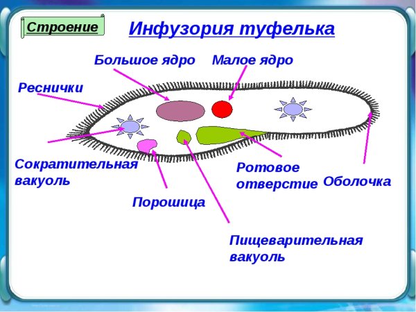 Инфузория туфелька строение