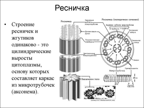 Реснички и жгутики