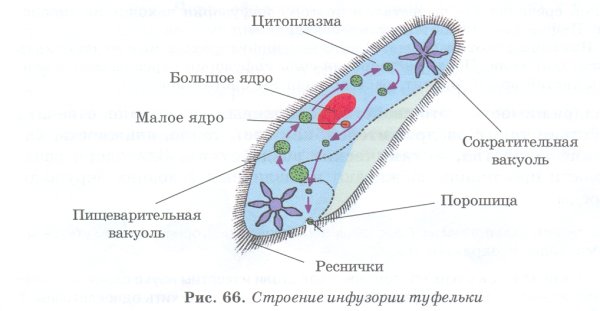 Строение жгутиков и ресничек эукариот