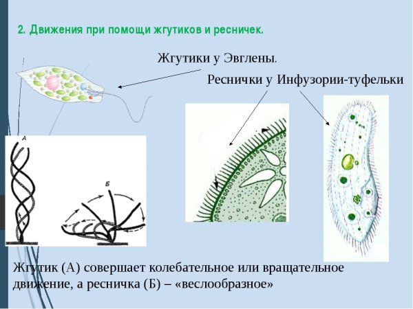 Строение пелликулы инфузории