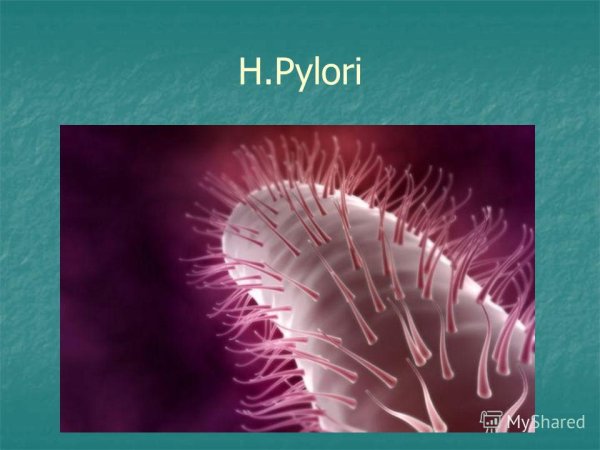 Строение ресничек и жгутиков в клетке