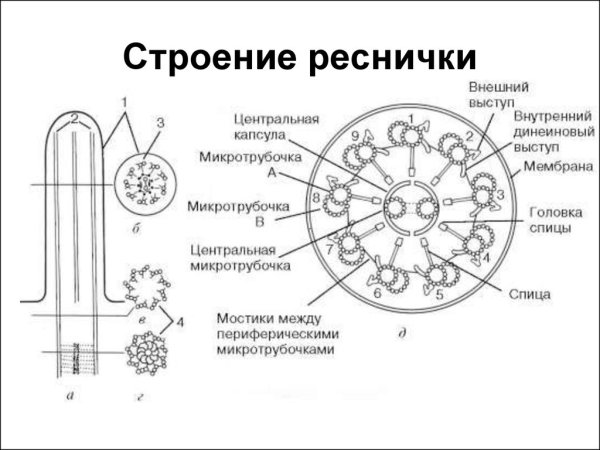 Реснички и жгутики