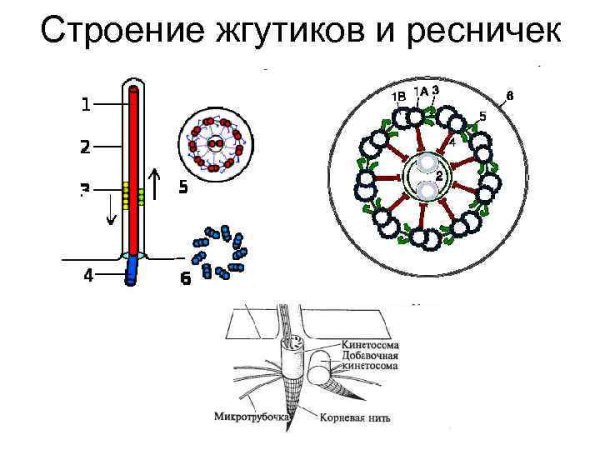 Клеточная мембрана у инфузории туфельки