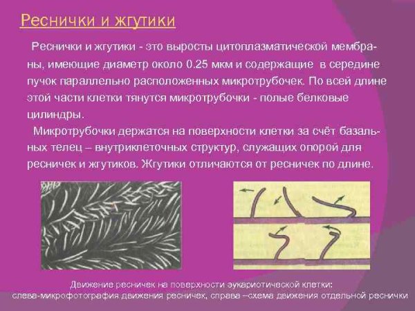 Инфузория туфелька макронуклеус