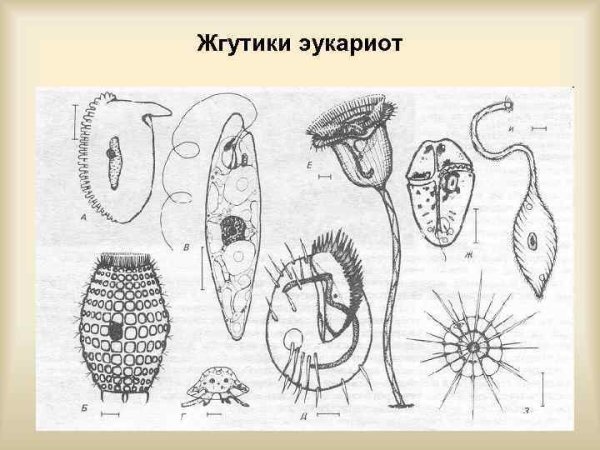 Строение ресничек и жгутиков в клетке