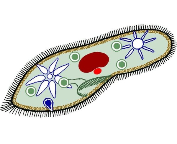 Строение инфузории туфельки 7