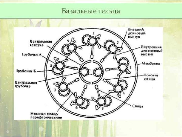 Строение клетки инфузории туфельки