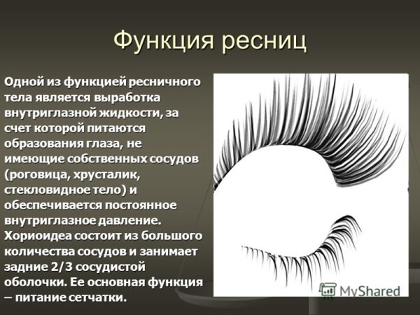 Инфузория на белом фоне