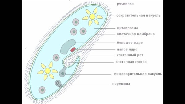 Инфузория туфелька экзоцитоз