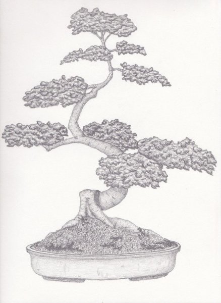 Японское дерево карандашом