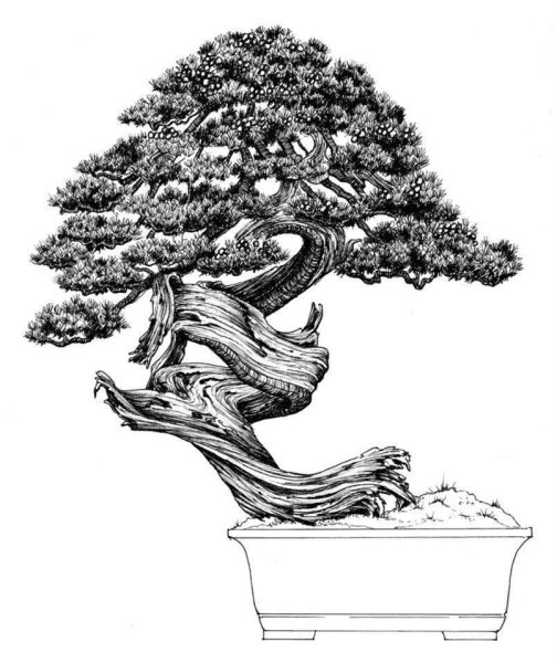 Япония дерево бонсай