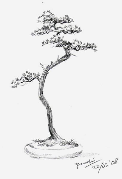 Бонсай скетч