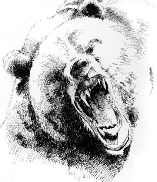 Медведь эскиз