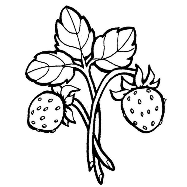 Раскраска "ягоды"