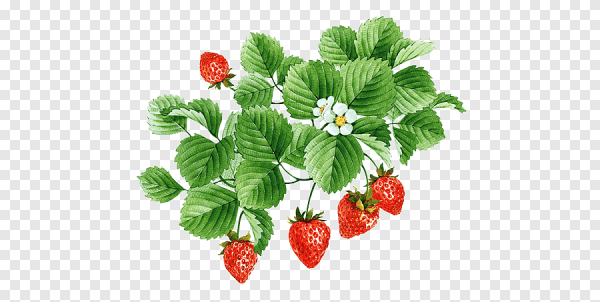 Клубника раскраска