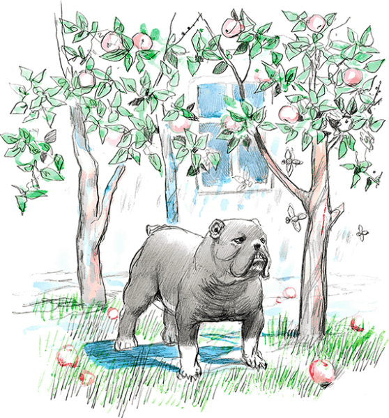 Произведение л н Толстого Булька