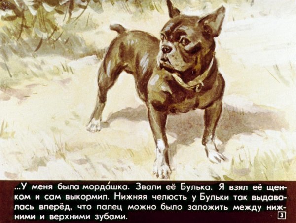 Лев толстой рассказ Булька