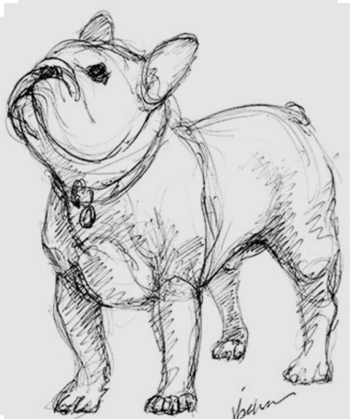 Булька толстой