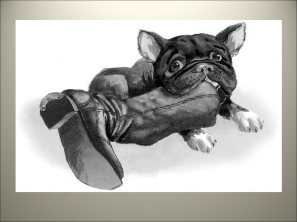 Пес бульдог по кличке дог