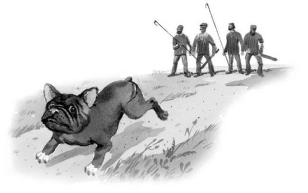 Раскраска бульдог