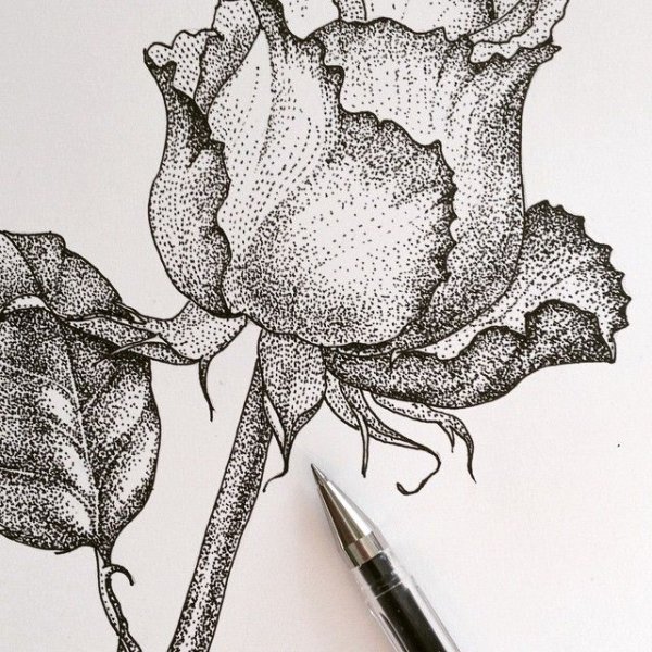 Роза Графика