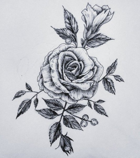 Роза черной ручкой